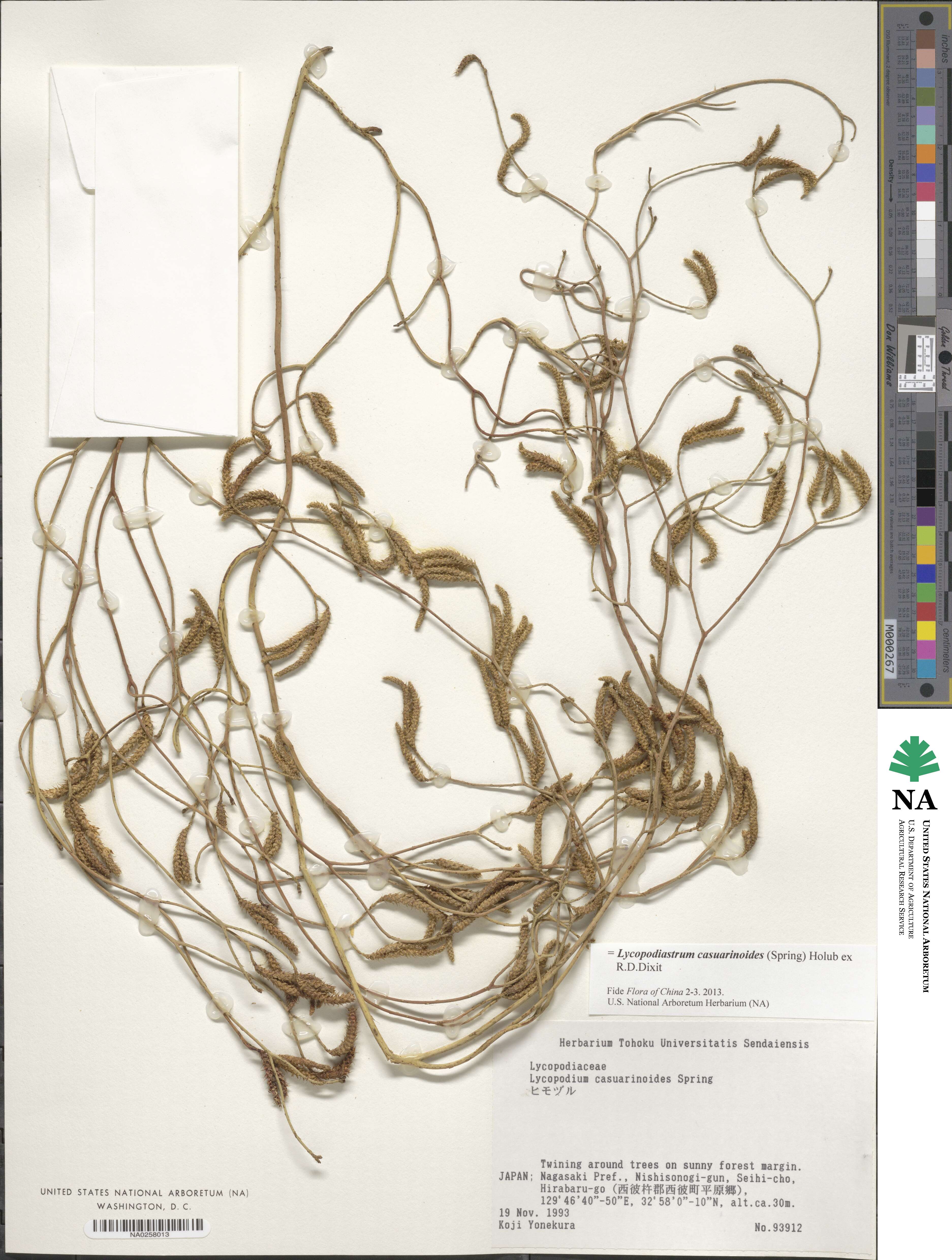 Lycopodiastrum casuarinoides image