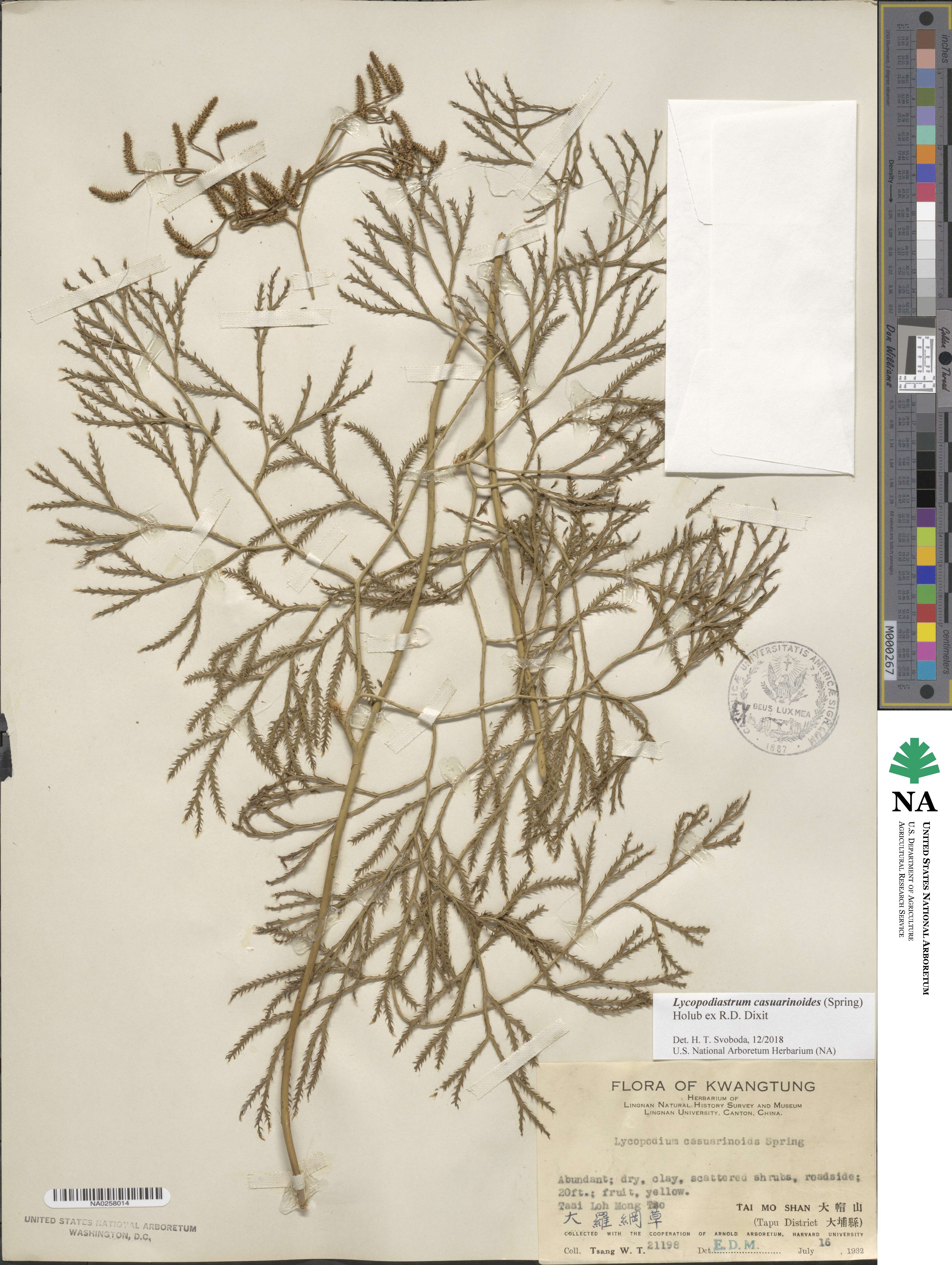 Lycopodiastrum casuarinoides image