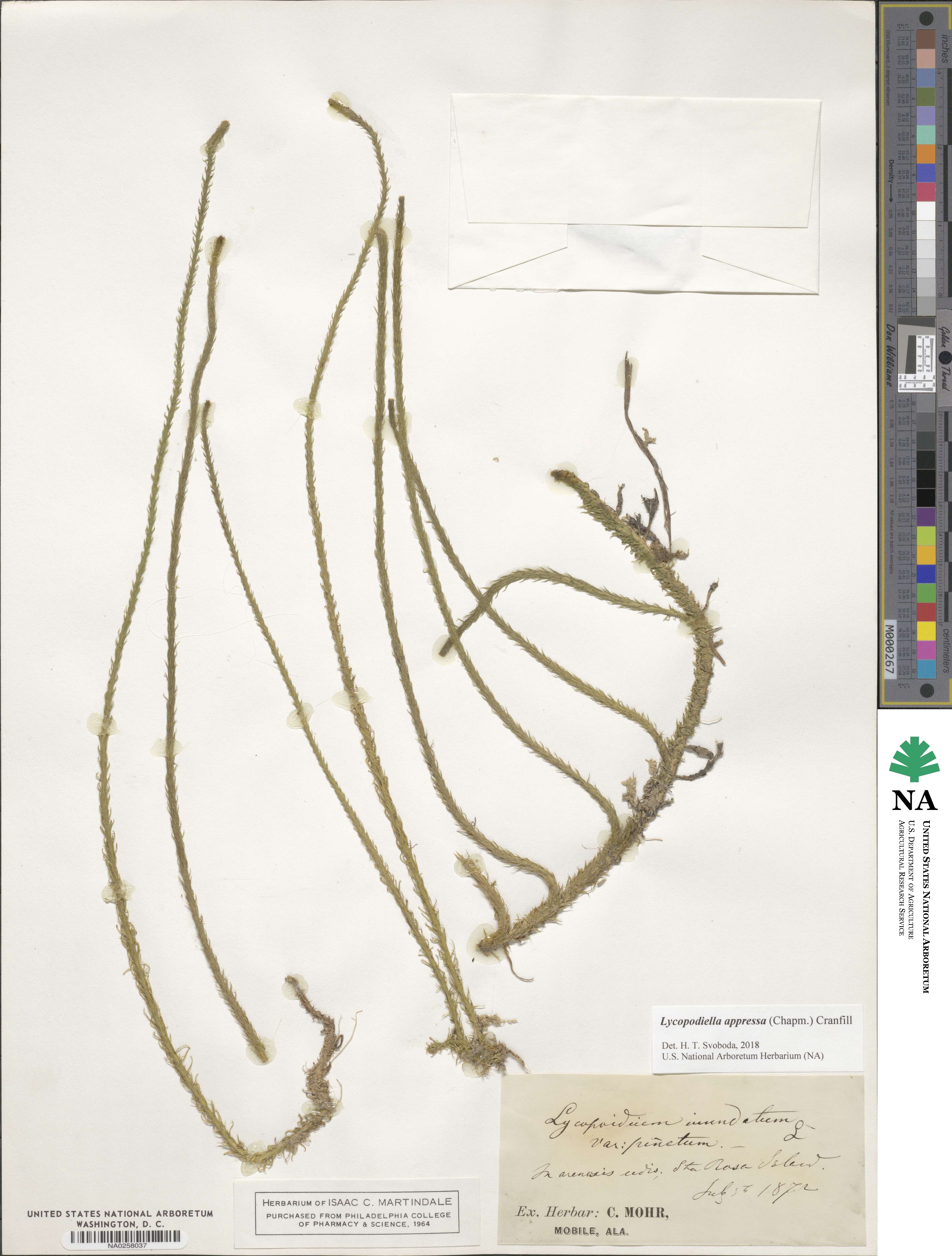 Lycopodiella appressa image