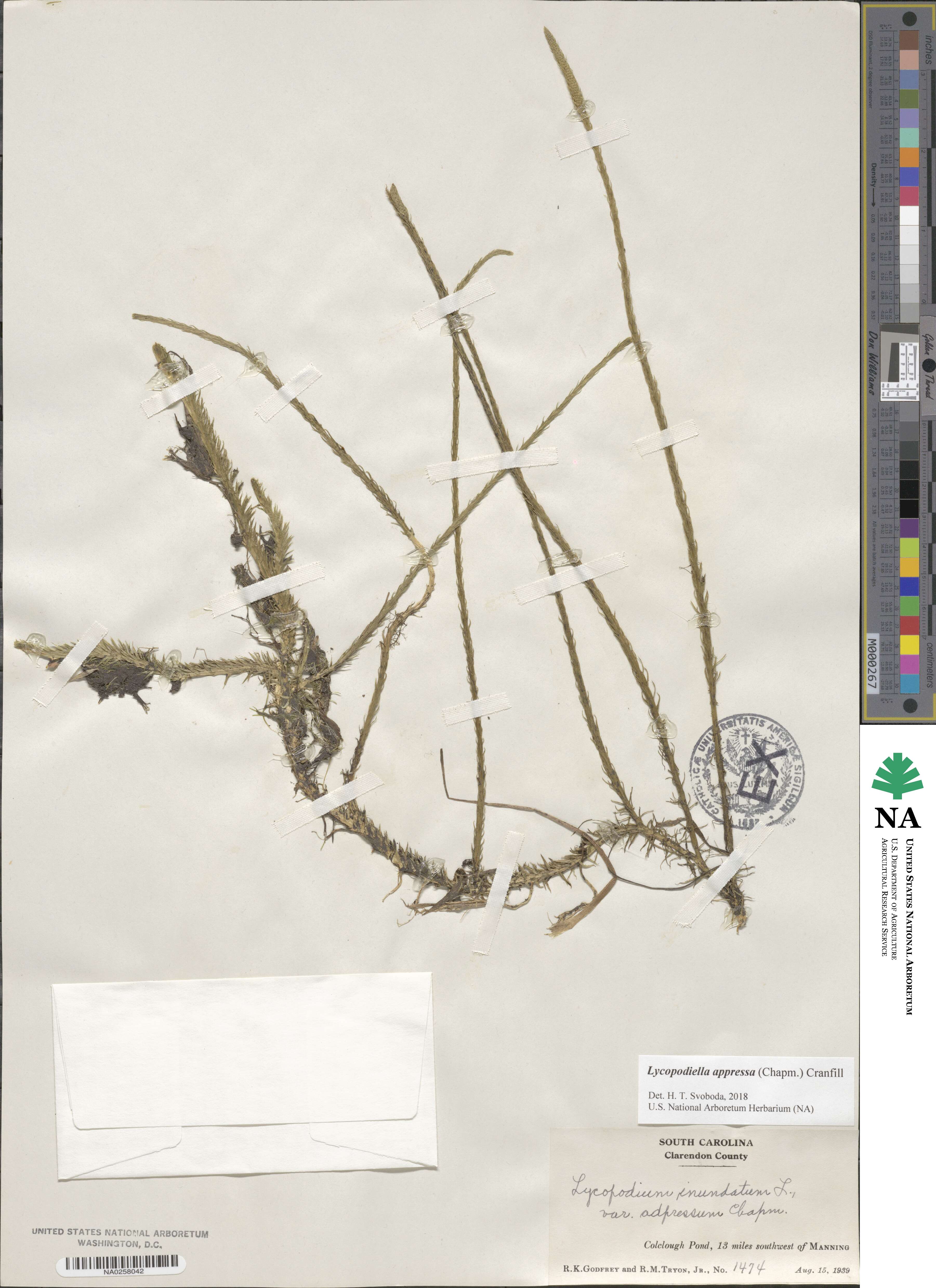 Lycopodiella appressa image