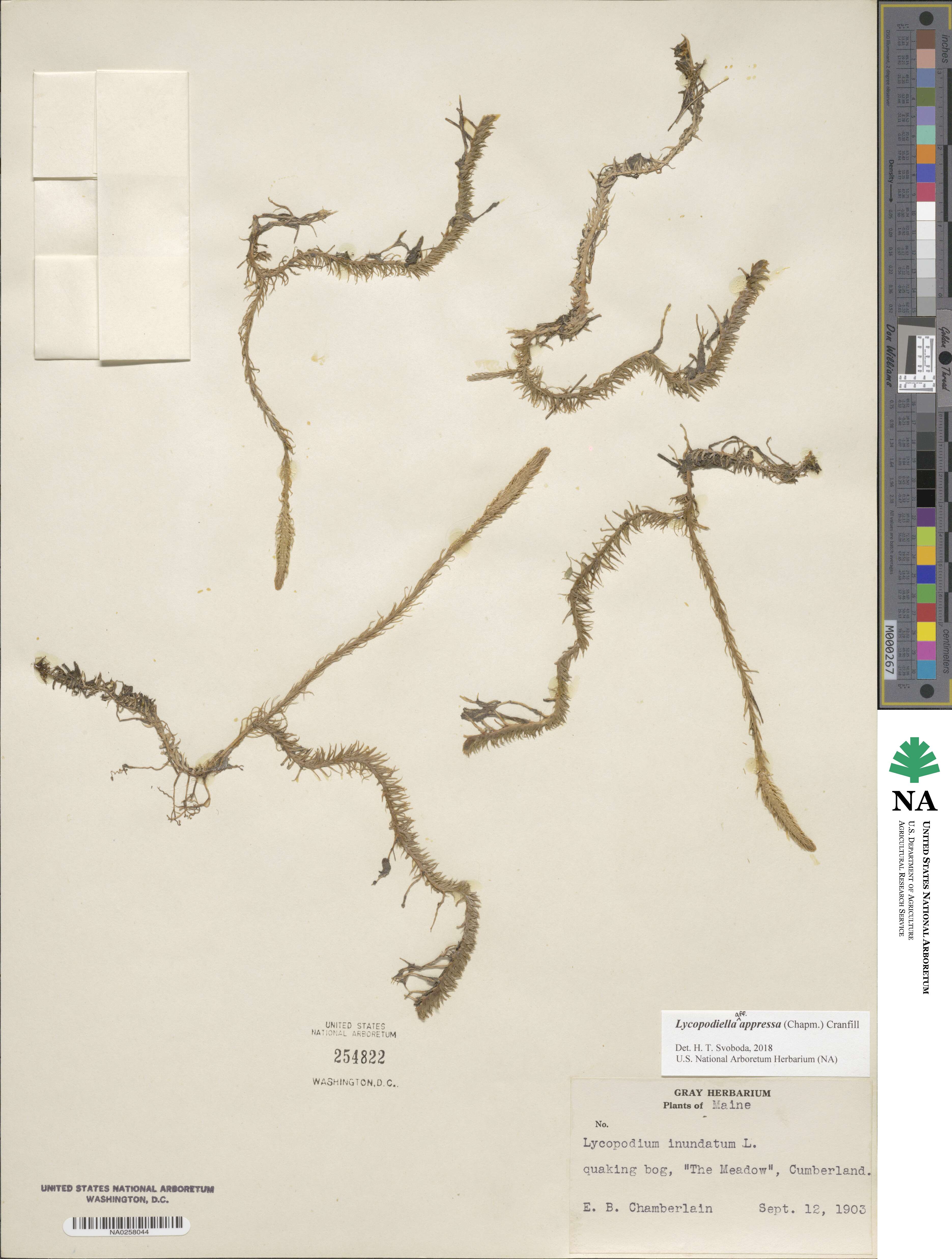 Lycopodiella appressa image