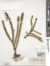 Lycopodiella alopecuroides image