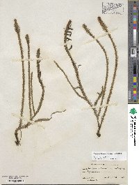 Lycopodiella alopecuroides image