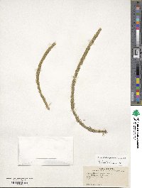 Lycopodiella alopecuroides image