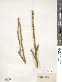 Lycopodiella alopecuroides image