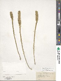 Lycopodiella alopecuroides image