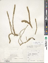 Lycopodiella alopecuroides image