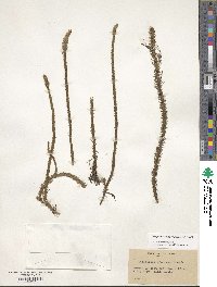 Lycopodiella alopecuroides image