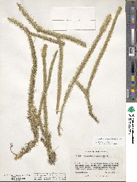 Lycopodiella alopecuroides image