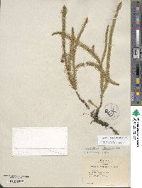 Lycopodiella alopecuroides image