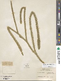 Lycopodiella alopecuroides image