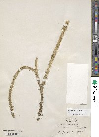 Lycopodiella alopecuroides image