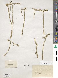 Lycopodiella alopecuroides image