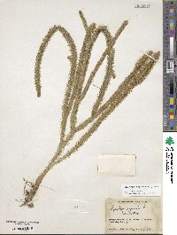 Lycopodiella alopecuroides image