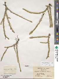 Lycopodiella alopecuroides image