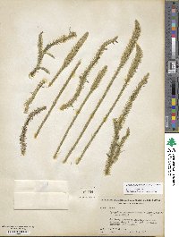 Lycopodiella alopecuroides image