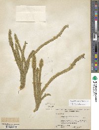 Lycopodiella alopecuroides image