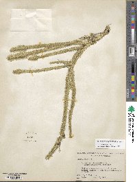 Lycopodiella alopecuroides image