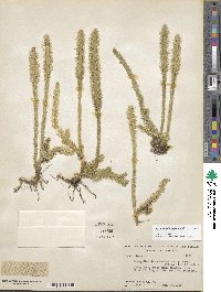 Lycopodiella alopecuroides image