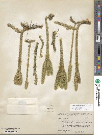 Lycopodiella alopecuroides image