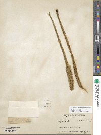 Lycopodiella alopecuroides image