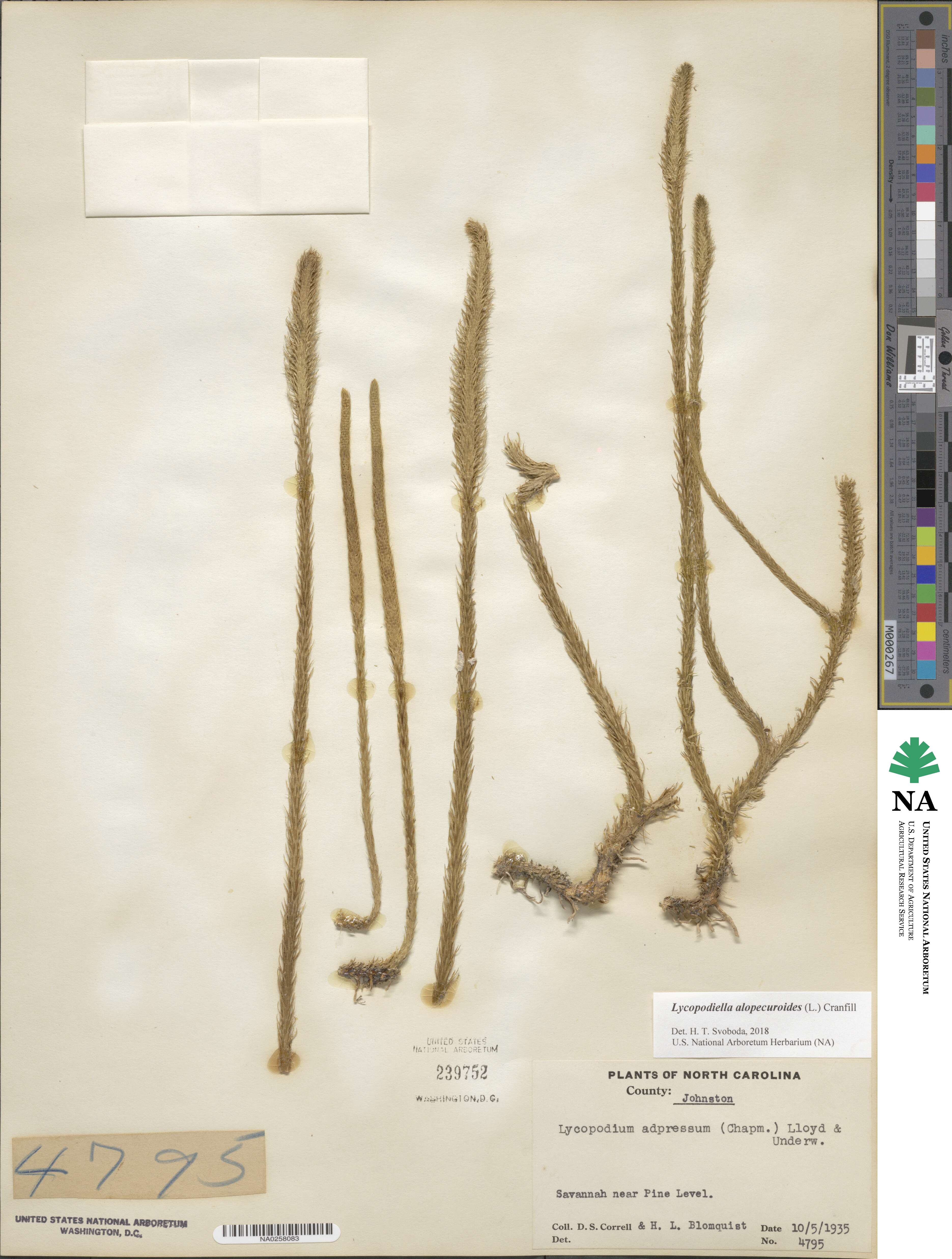 Lycopodiella alopecuroides image