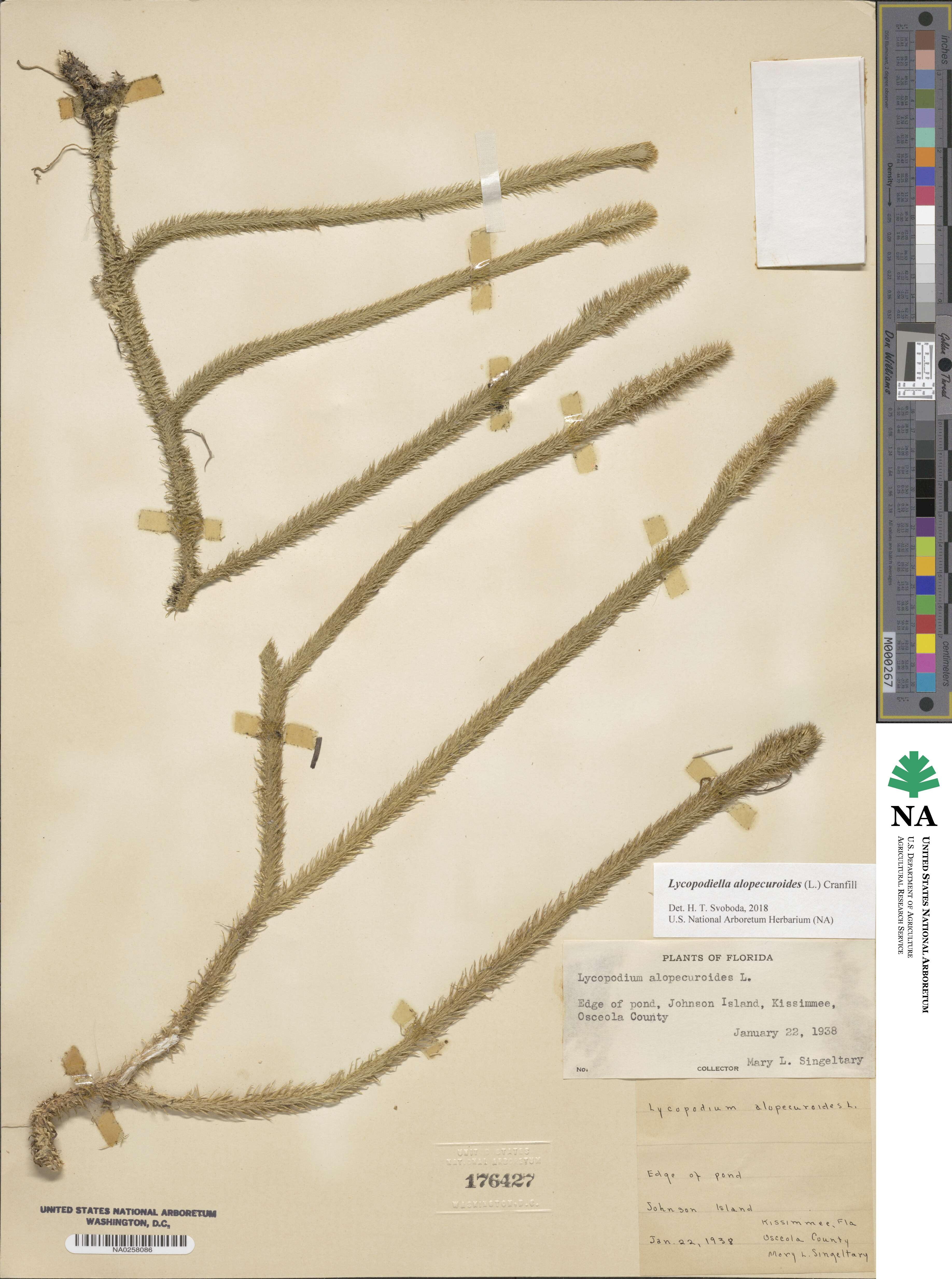 Lycopodiella alopecuroides image