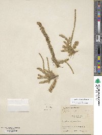 Lycopodiella alopecuroides image