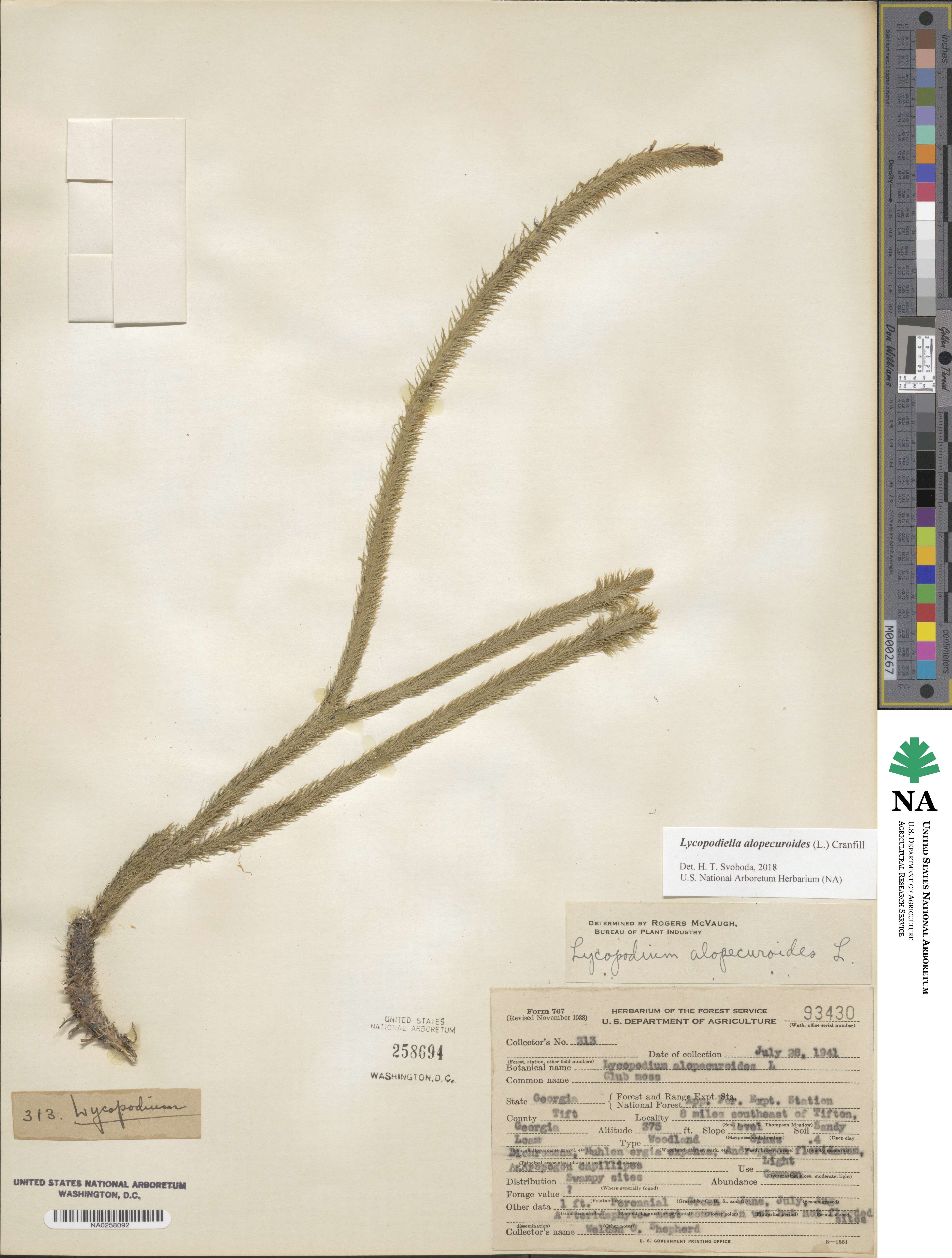 Lycopodiella alopecuroides image