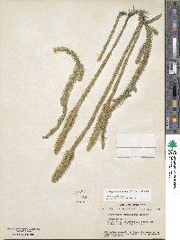 Lycopodiella prostrata image