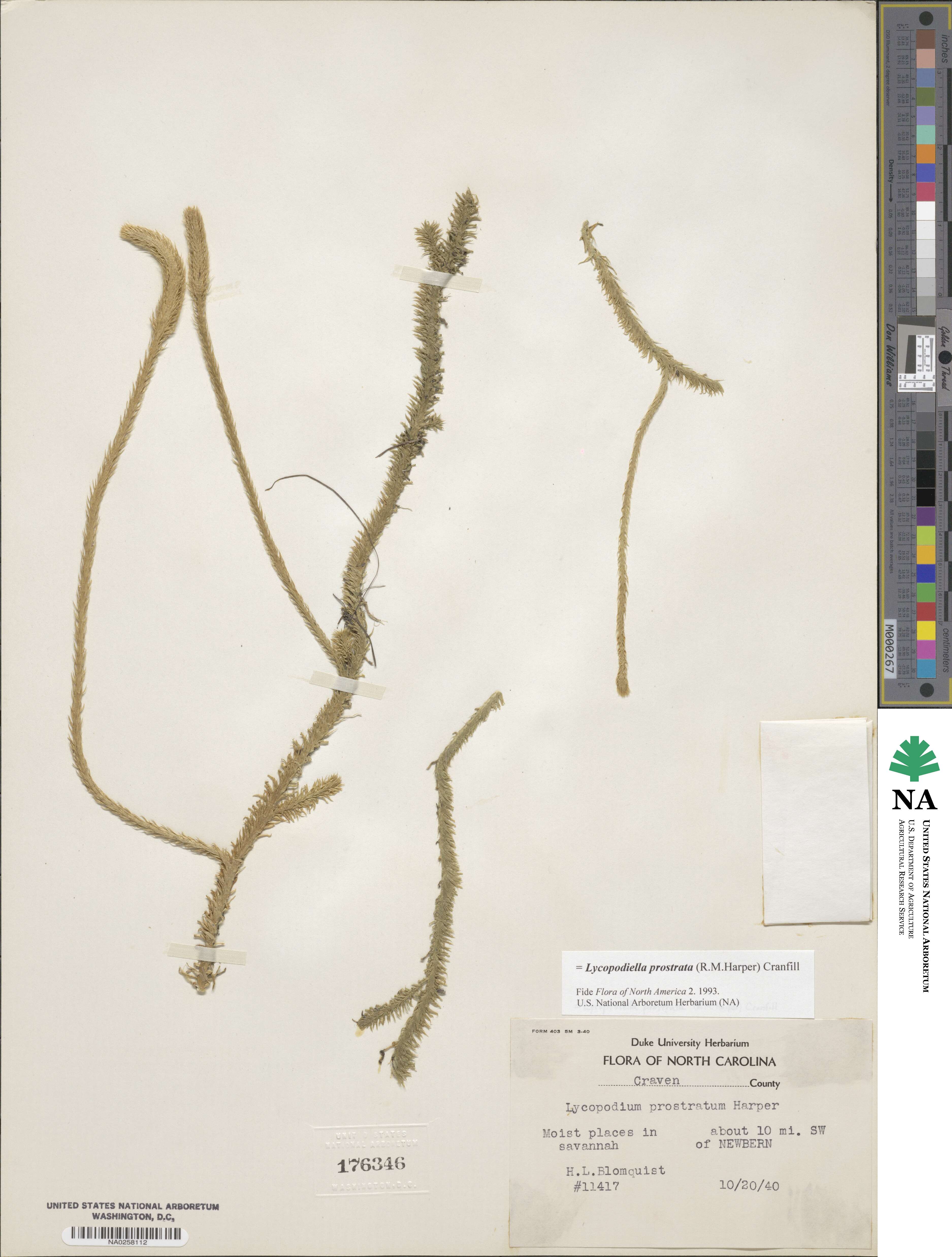 Lycopodiella image