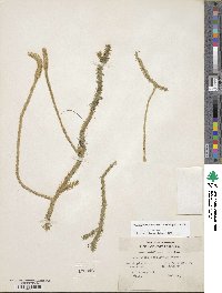 Lycopodiella prostrata image