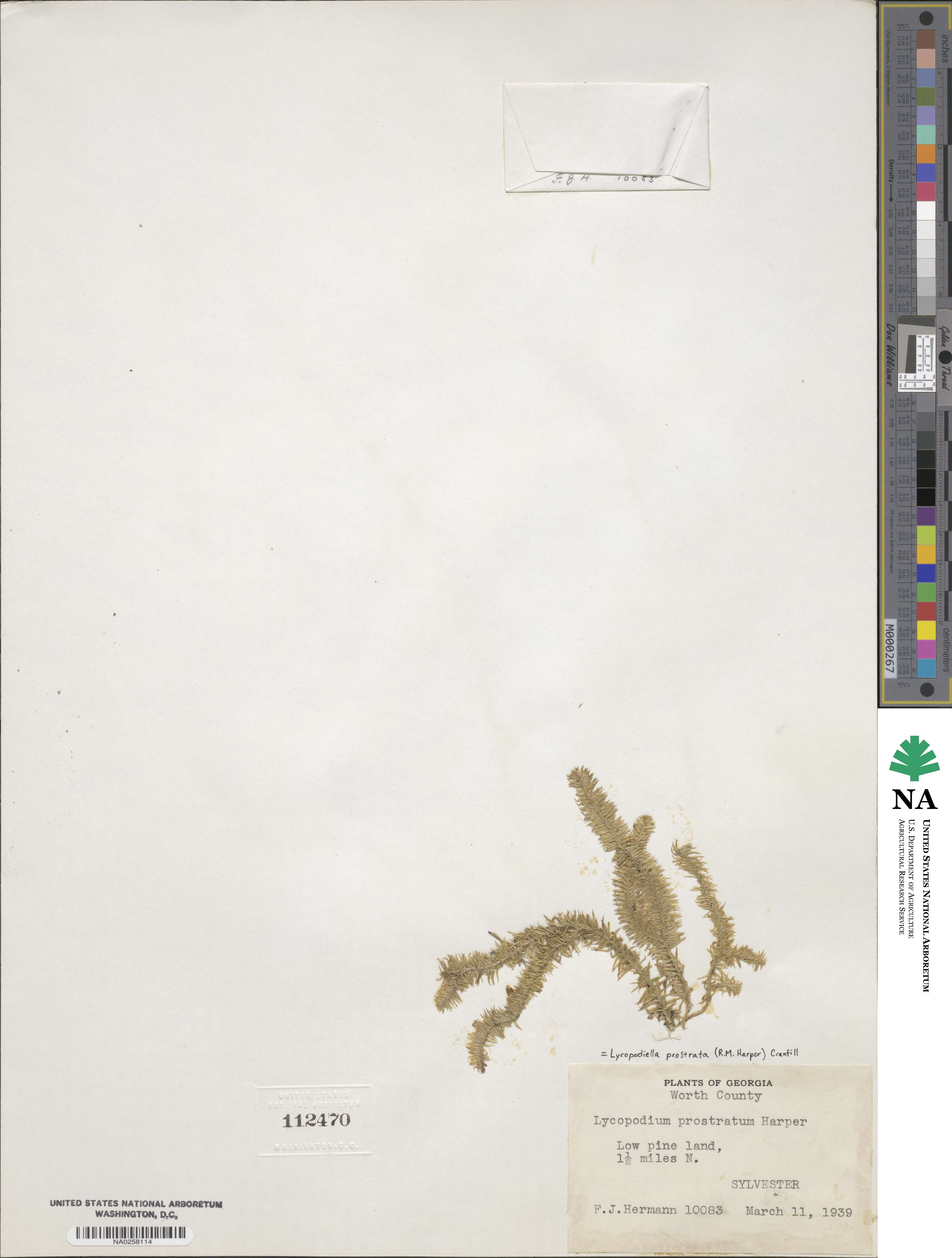 Lycopodiella prostrata image