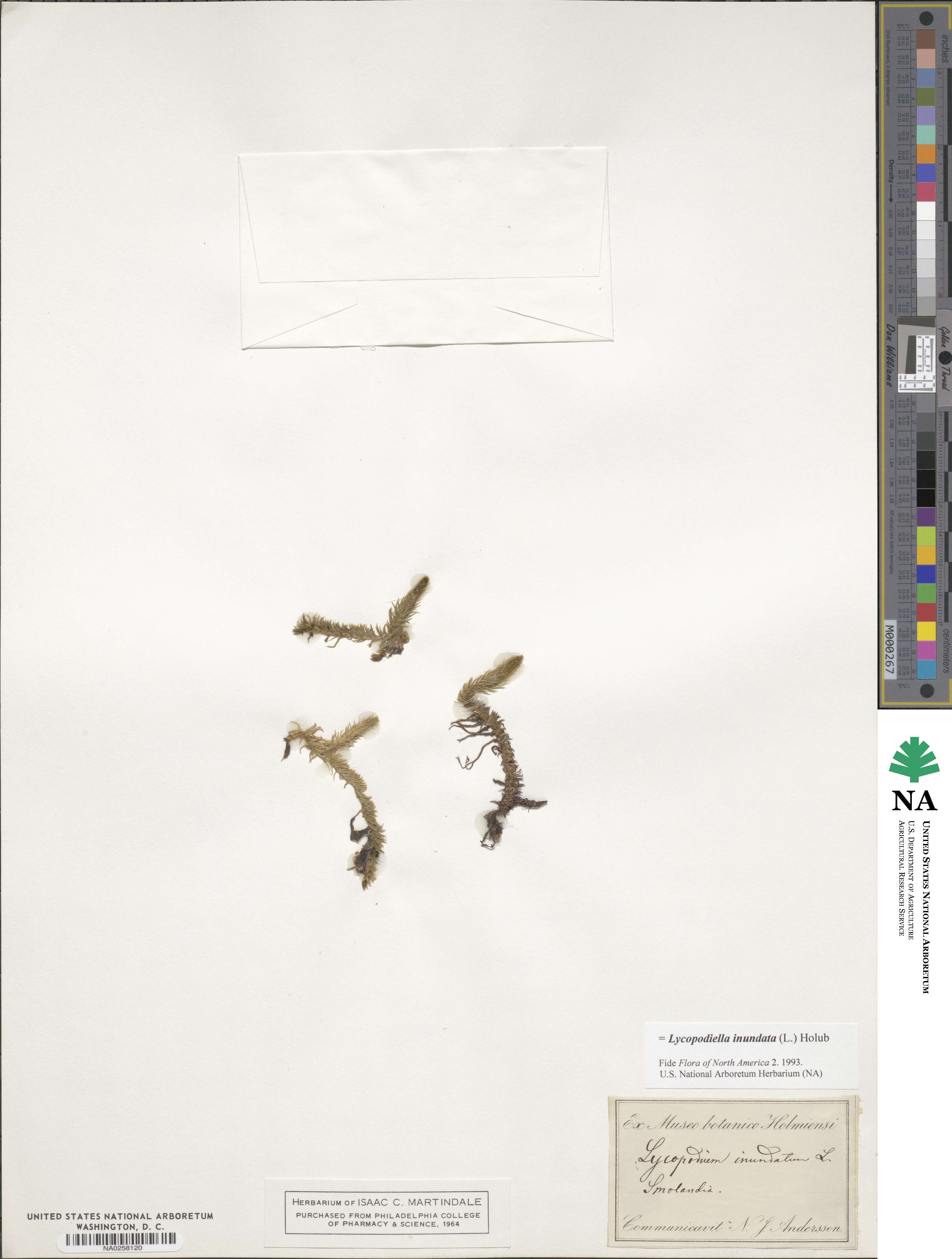 Lycopodiella inundata image