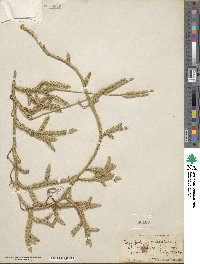 Lycopodium clavatum image