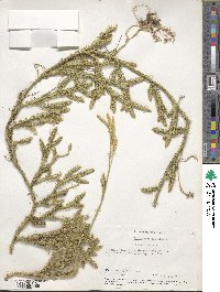 Lycopodium clavatum image