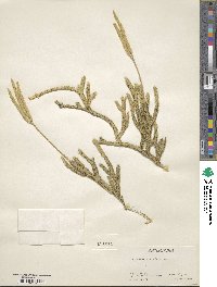 Lycopodium clavatum image