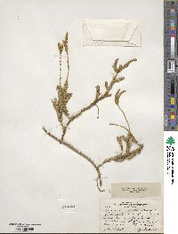 Lycopodium clavatum image