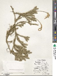 Lycopodium clavatum image