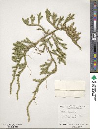 Lycopodium clavatum image