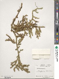 Lycopodium clavatum image