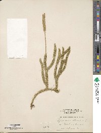 Lycopodium clavatum image