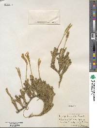 Lycopodium clavatum image