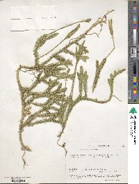 Lycopodium clavatum image