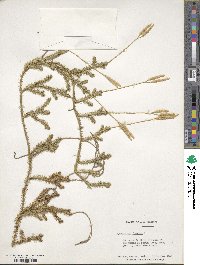 Lycopodium clavatum image