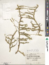 Lycopodium clavatum image