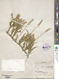 Lycopodium clavatum image