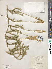 Lycopodium clavatum image