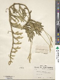 Lycopodium clavatum image