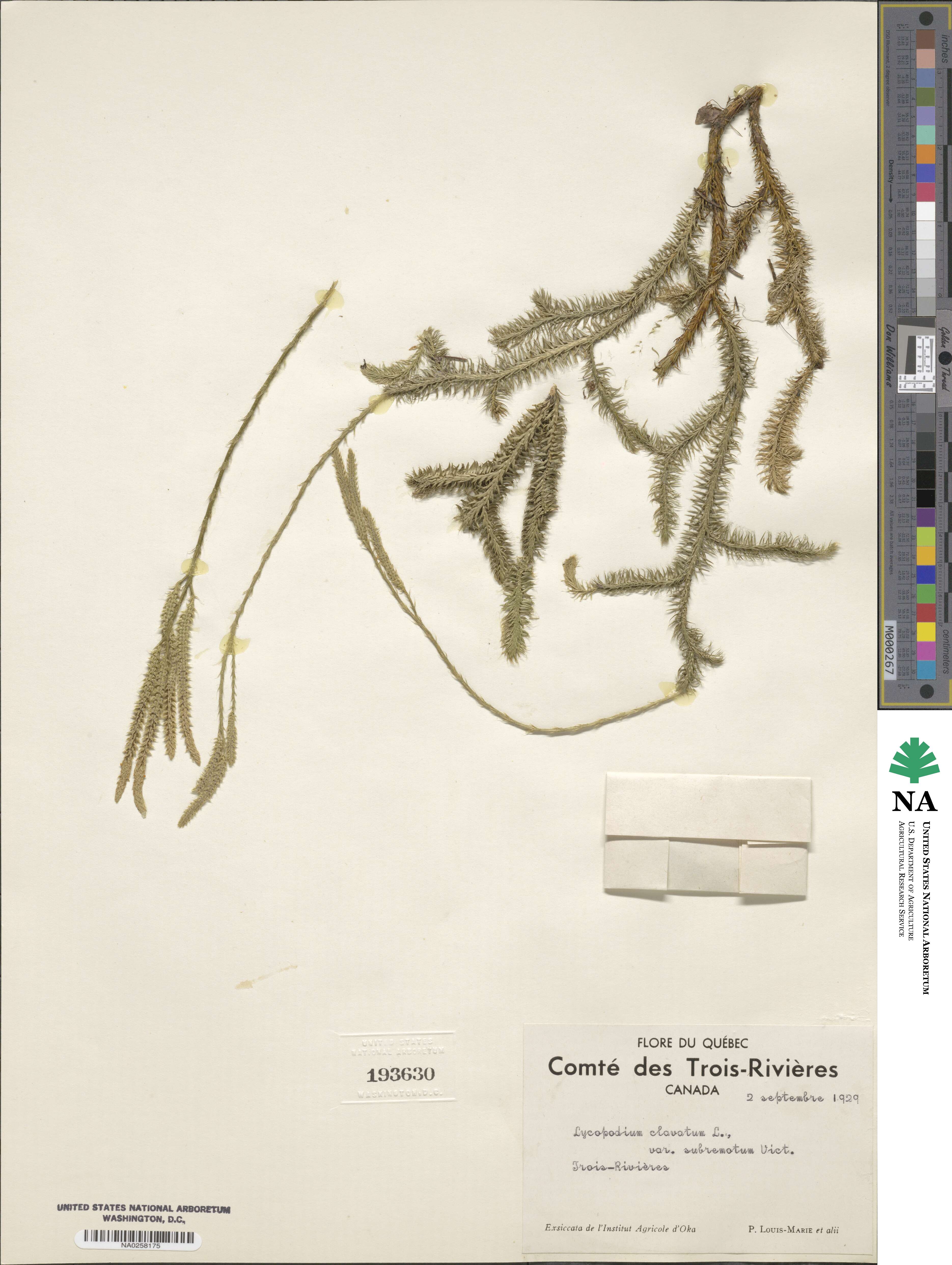 Lycopodium image